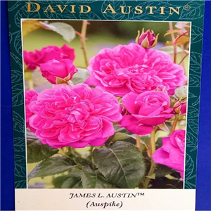 David Austin 'James L Austin